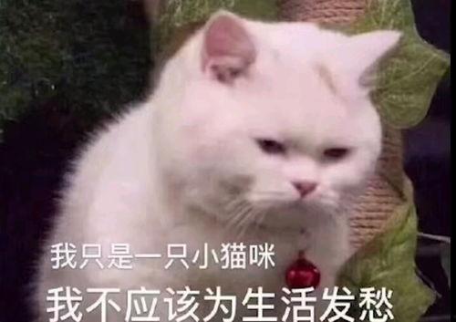 吃瓜被骂视频素材无水印,网络暴力何时休？