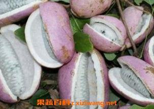 八月瓜仓鼠可以吃吗视频,视频揭示美味新选择