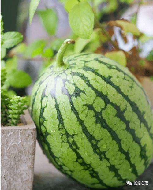 霸州一中吃瓜原视频,揭秘校园里的“瓜田”风云