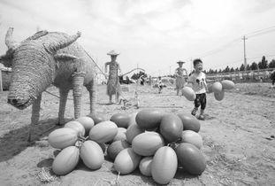 吃瓜第一线视频武陟,吃瓜第一线揭秘当地特色美食与风土人情