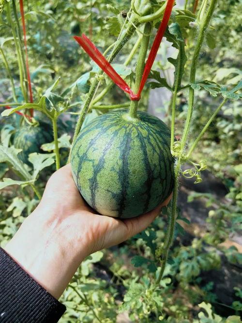 吃瓜界的王的视频,一场视频引发的狂欢盛宴