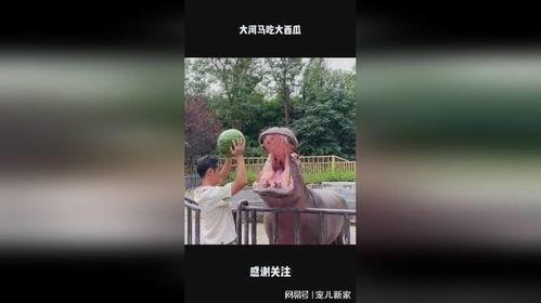 大河马吃瓜视频,一场趣味横生的动物美食秀