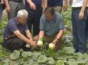 惠州牧马湖吃瓜事件视频,一场引发热议的网络狂欢