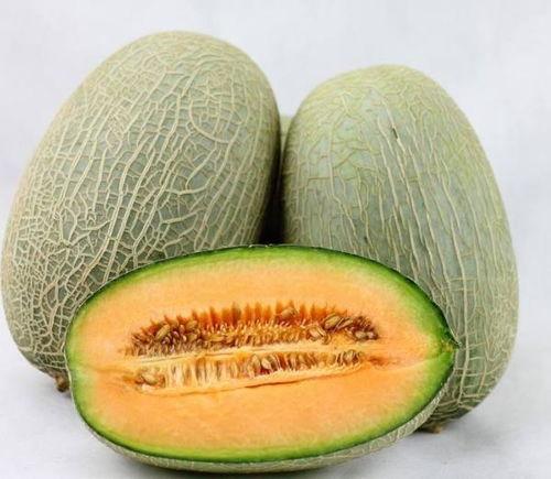 蜜袋鼯吃哈密瓜视频,哈密瓜成萌宠美食新宠