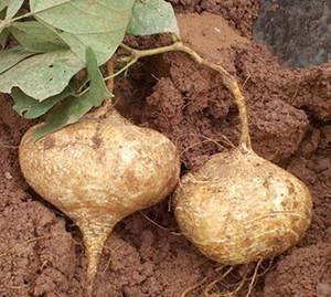 花枝鼠可以吃土瓜嘛视频,土瓜的适宜性大揭秘