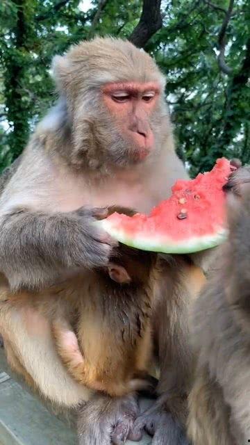 吃瓜群众变猴子视频,一场奇幻的视觉盛宴