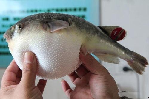 刘大瓜吃河豚鱼视频大全,视频大全揭秘美味与风险