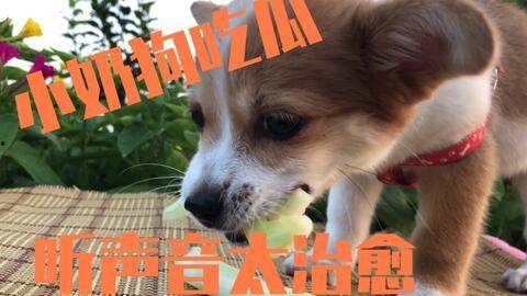 4只狗吃瓜掉下去的视频,萌态百出引围观