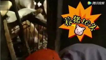直播喂猪吃瓜视频在线观看,网友围观猪儿吃瓜，趣味横生喂食瞬间