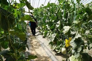 格尔木吃瓜视频,揭秘当地特色美食与风土人情