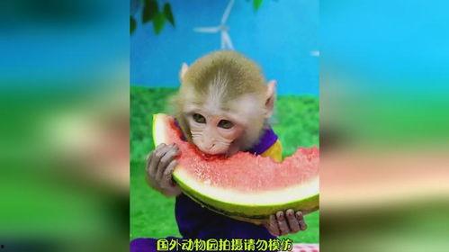 猴吃瓜背景视频软件,趣味横生的短视频软件，带你领略欢乐时光
