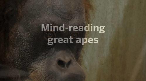 吃瓜吃出猿猴视频大全集,猿猴世界视频大全集深度解析